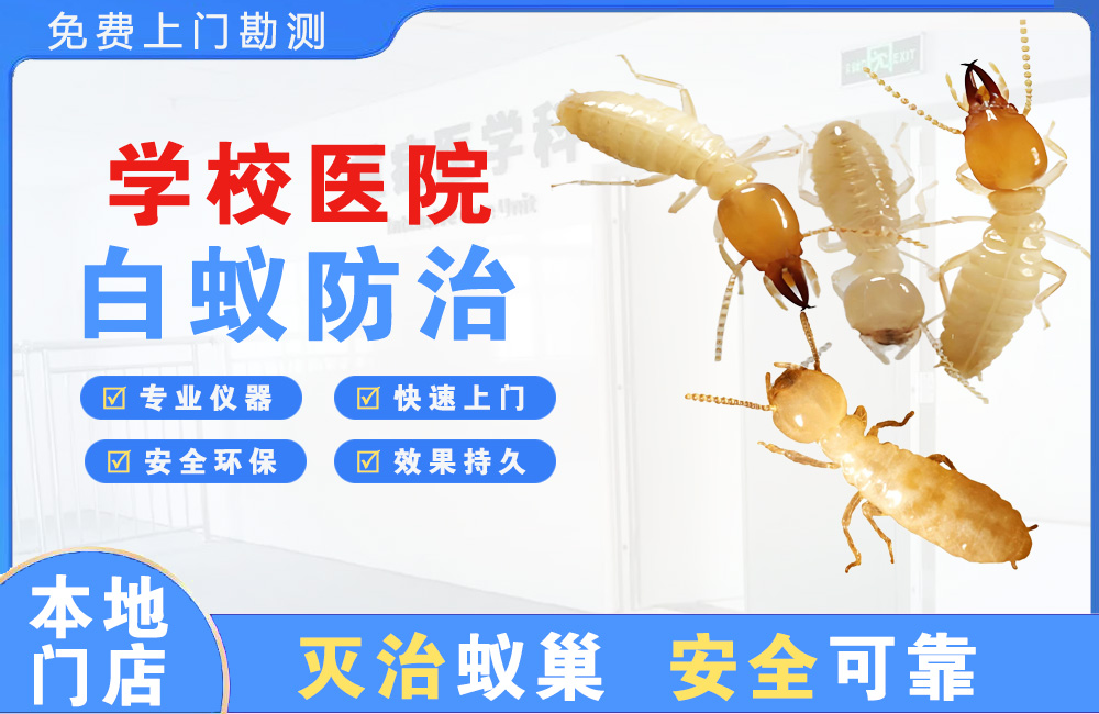 岑溪学校医院白蚁防治